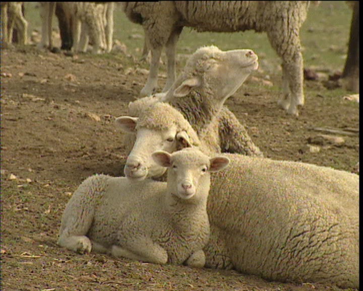 Possível caso de febre aftosa no Alentejo