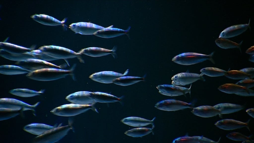 Aquário com sardinhas no Oceanário