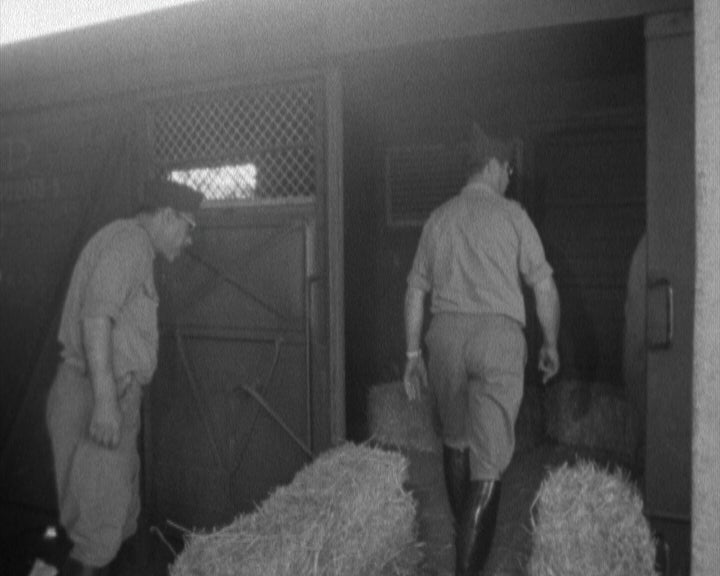 Embarque de cavalos para Londres