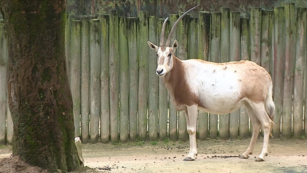 Nascimento de animais no Zoo