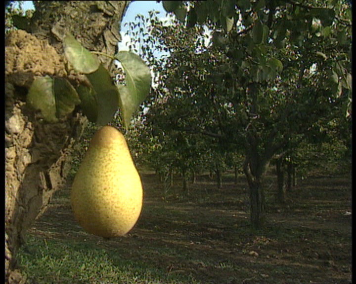 Quebra na produção agrícola