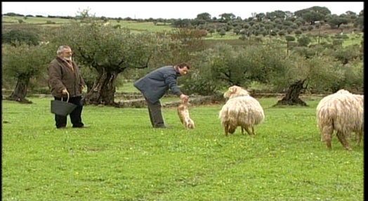 Reprodução da raça de ovelha Churra