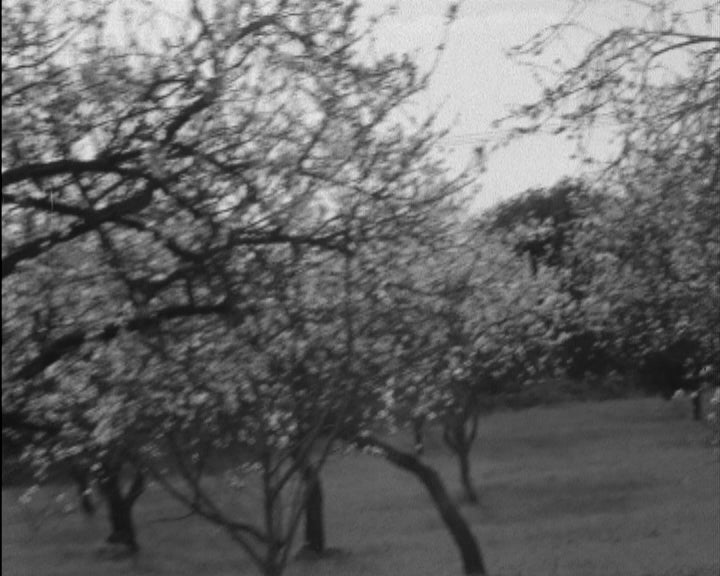 Amendoeiras em flor no Algarve