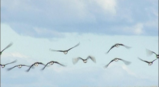 Reserva natural de aves em Espanha