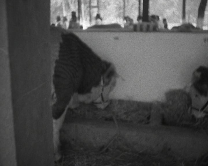 Feira Agro-Pecuária em Nova Lisboa