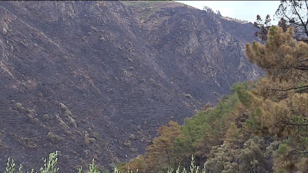 Números da área ardida no país