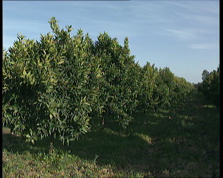 Fruticultura tradicional do Algarve