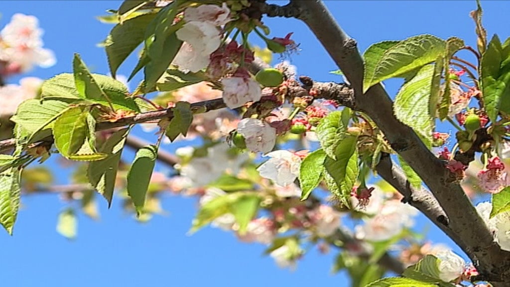 Efeito das alterações climáticas na agricultura