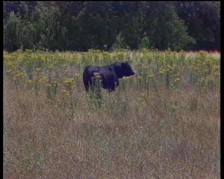 Controvérsia sobre as touradas de morte
