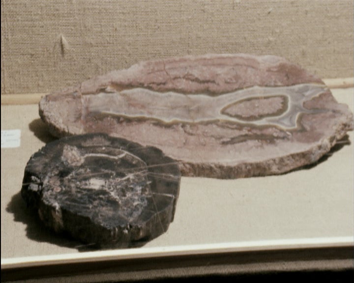 Exposição “A Vida Antes do Homem”