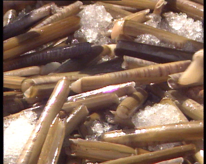 Manifestação de pescadores