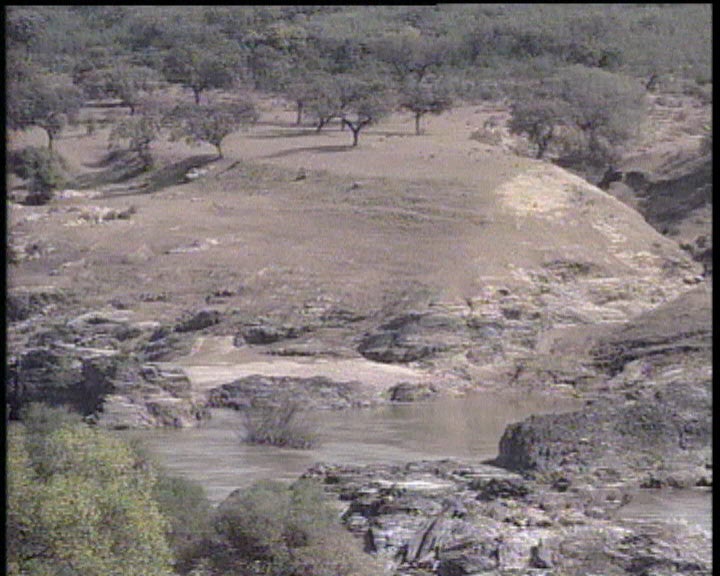 Abate de Árvores no Alqueva