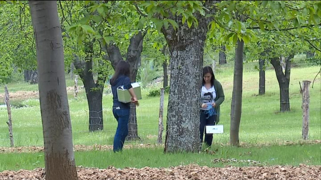 Combate à vespa do castanheiro
