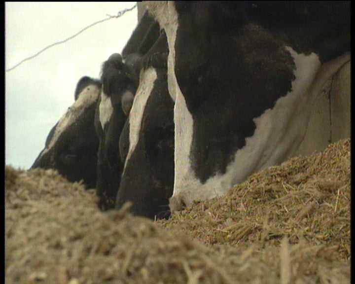 Fim do embargo à carne portuguesa
