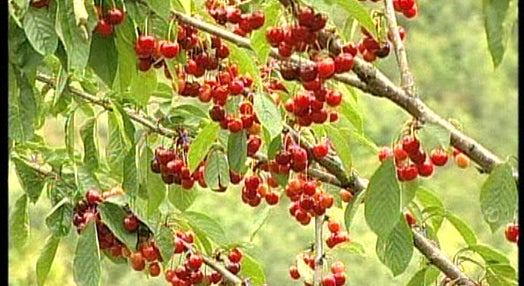 Produção de Cereja