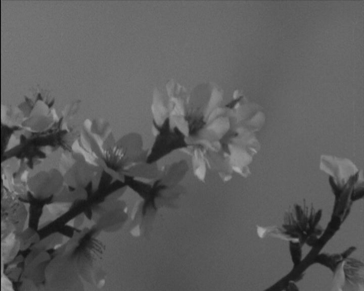 Amendoeiras em flor no Algarve