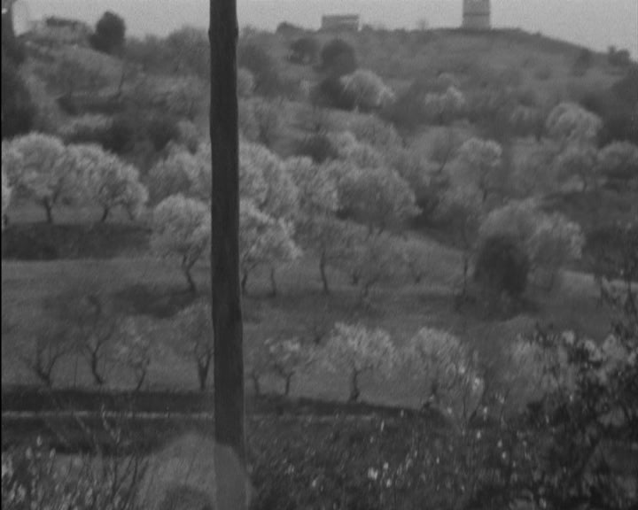 Amendoeiras em flor no Algarve