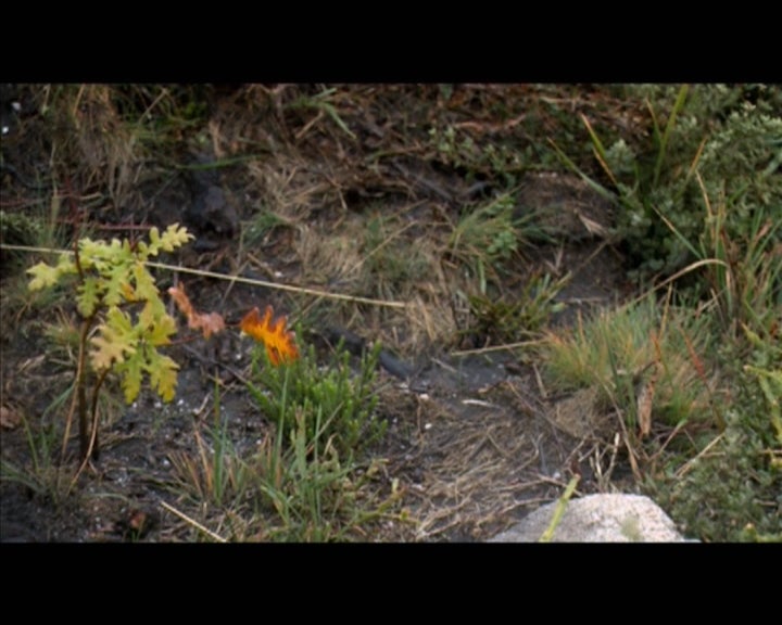 Convenção da diversidade biológica