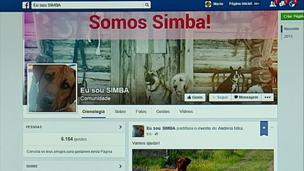 Julgamento de homem que matou um cão