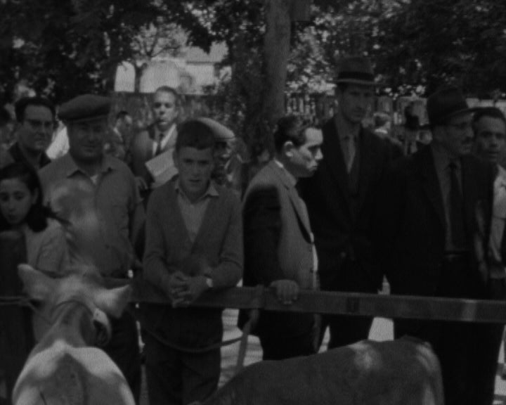 IX Concurso Pecuário em Leiria