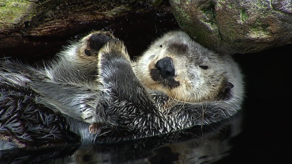 Oceanário de Lisboa premiado