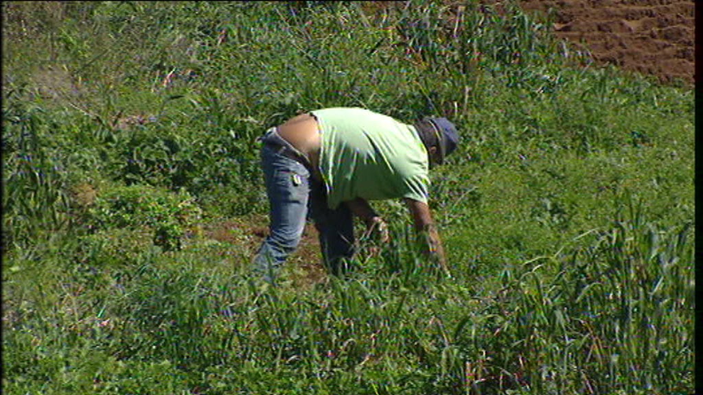 Redução populacional na Madeira