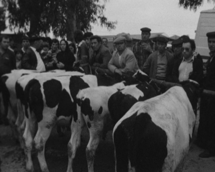 Polémica com o Mercado do Pinhal Novo