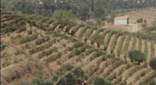 Produção da Amêndoa em Portugal – II