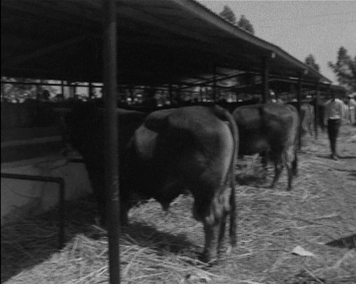 Feira Agró-Pecuária do Norte em Angola