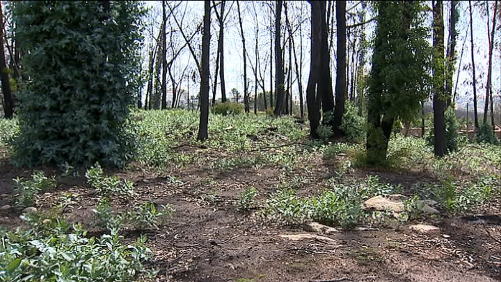 Plantação de eucaliptos