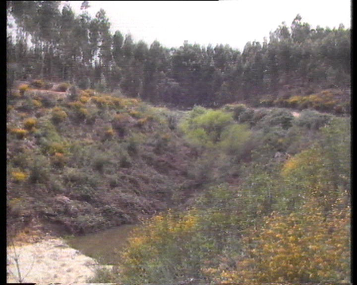 Soares apela a alternativas ao cultivo do eucalipto