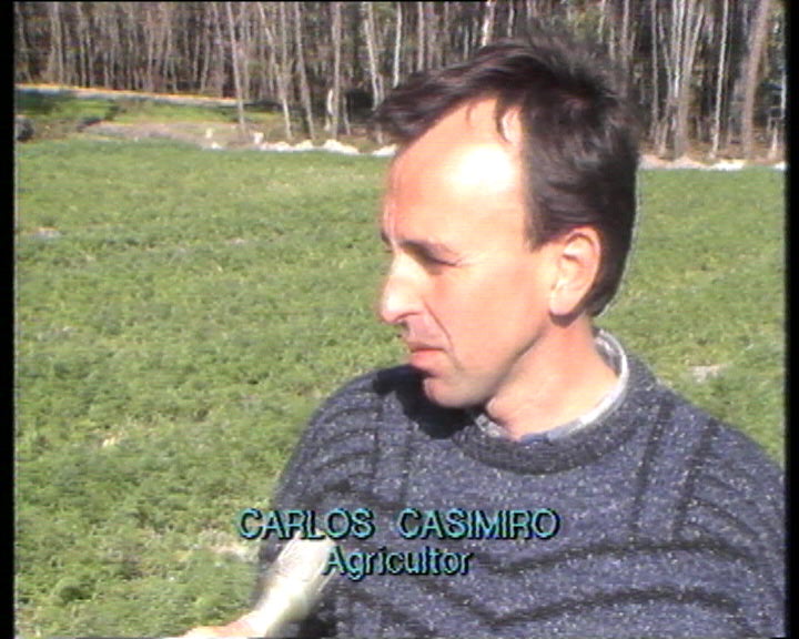 Culturas de Inverno devastadas