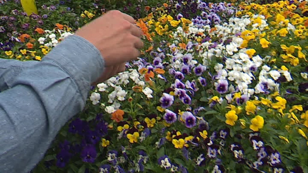 Cultivo de Microvegetais