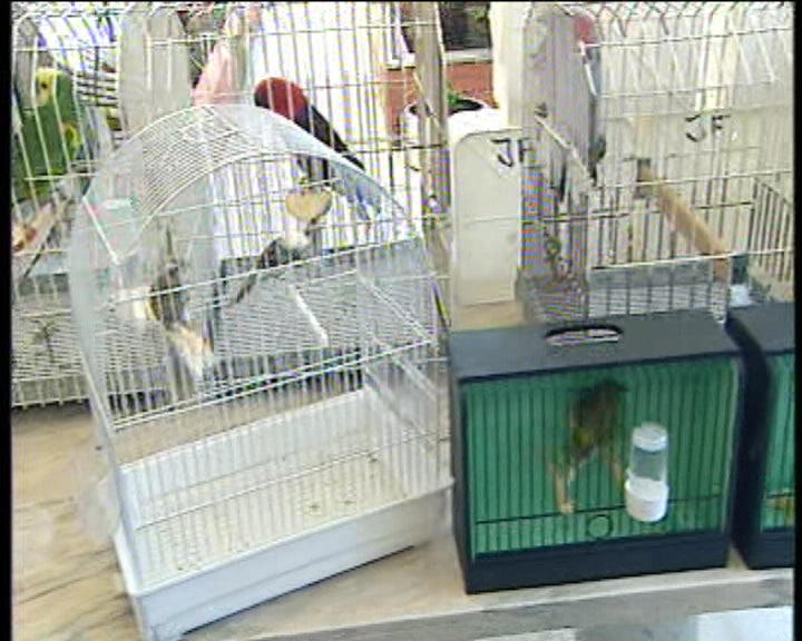 Animais de estimação