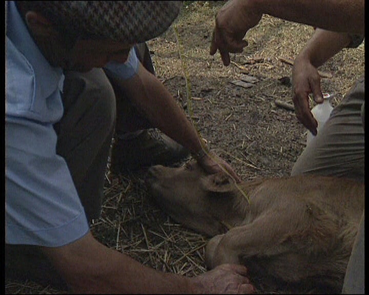 Veterinários de Província