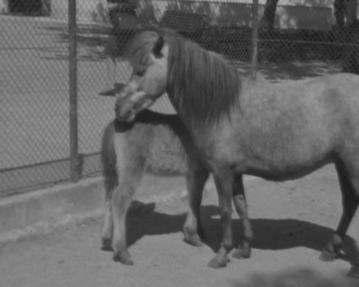 Novos animais no Jardim Zoológico
