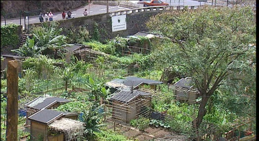 PSD acusa a Câmara do Funchal de abandonar hortas urbanas