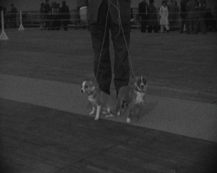 Exposição Canina Internacional em Lisboa