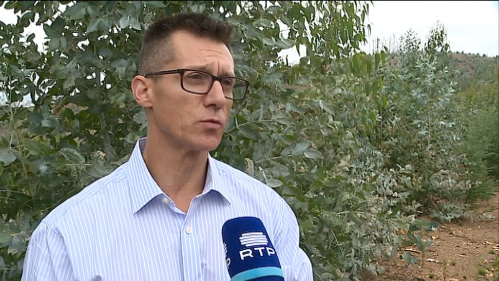 Eucaliptos em Oliveira do Hospital