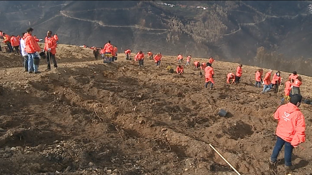 Plantação de árvores na serra do Açor