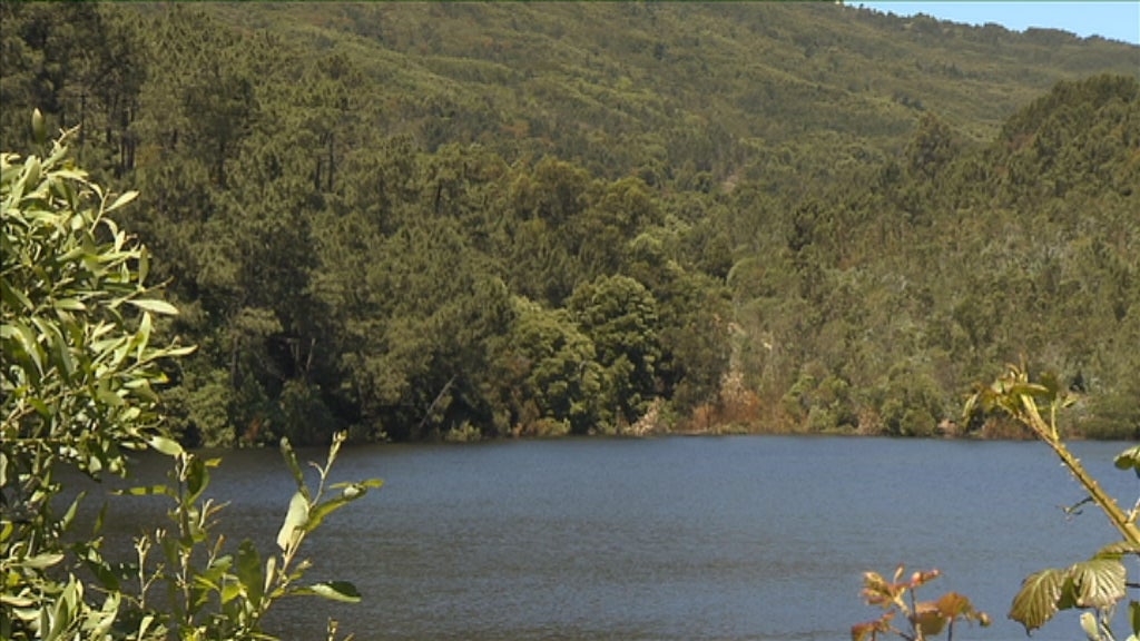 Floresta, pulmão do Mundo