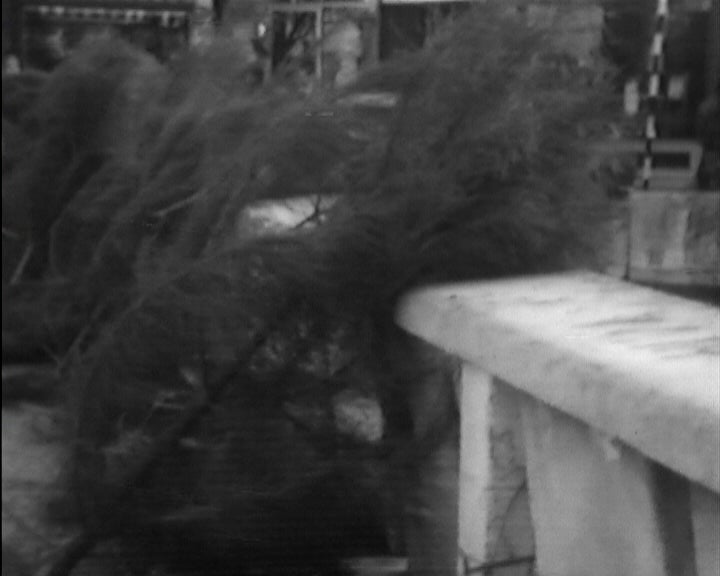 Venda de Pinheiros para o Natal