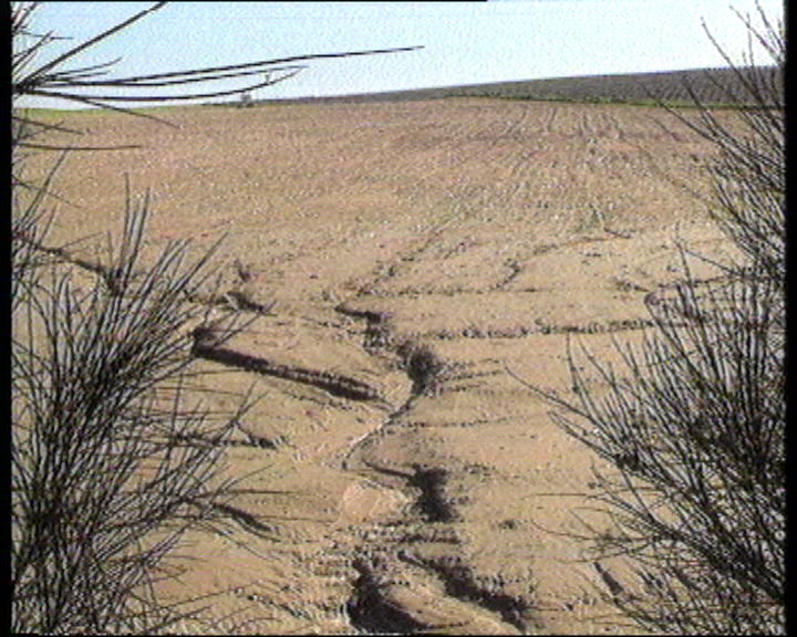 Consequências do mau tempo sobre a agricultura no Alentejo