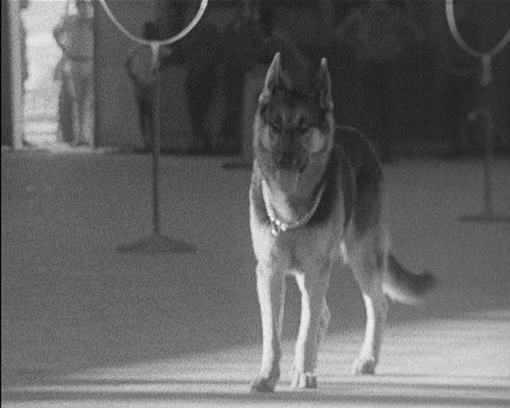 7ª Exposição Canina na Beira