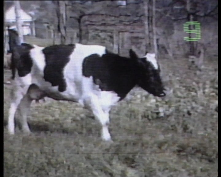 Reaparecimento da “Doença das Vacas Loucas “