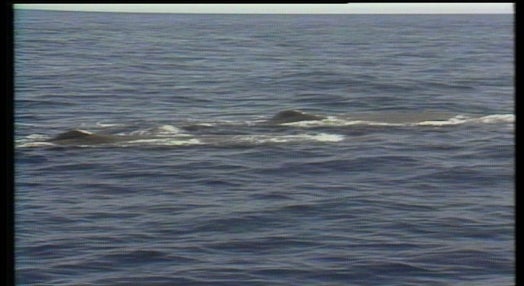 Caça à baleia nos Açores