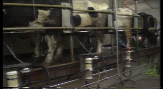Surto de peripneumonia afecta o gado bovino da região de Mira