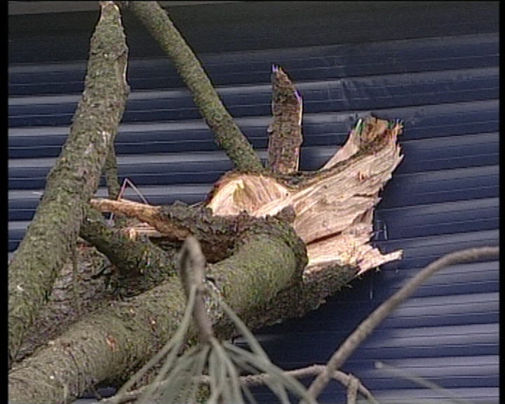 Queda de árvore em Leiria