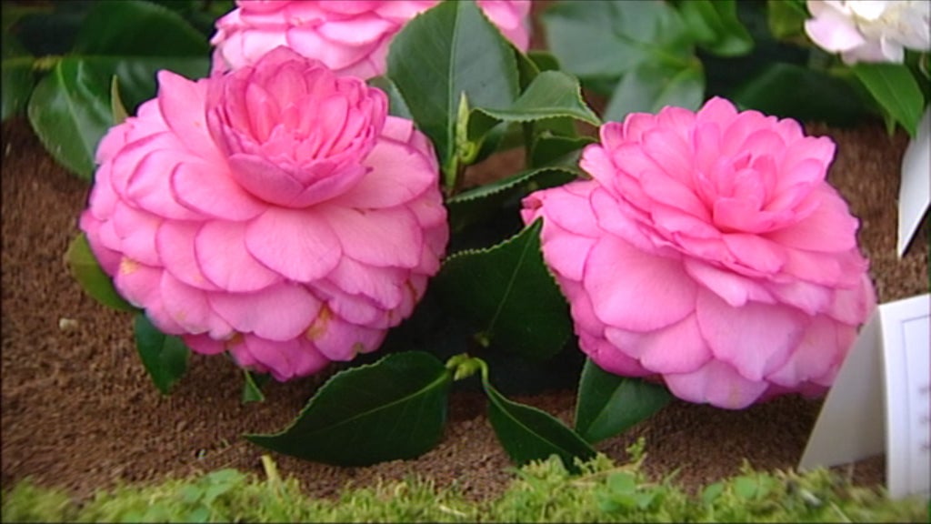 XIV Exposição de camélias das Furnas