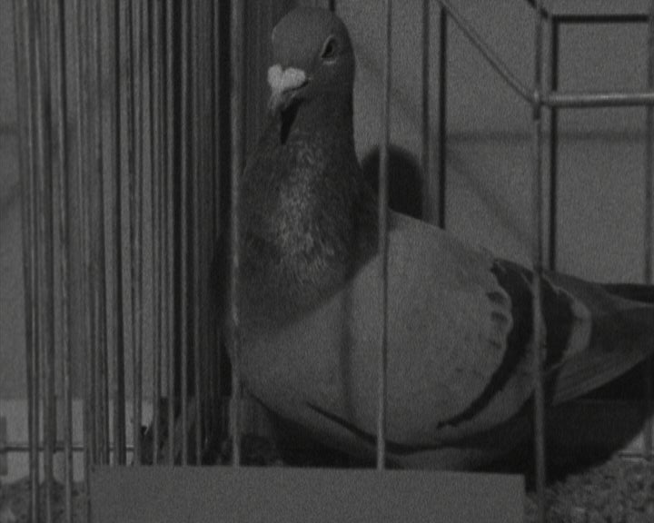 Exposição Columbófila em Loures